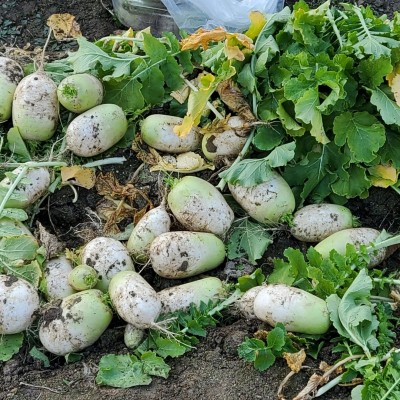 무수천하마을에서 직접 뽑은 신선한 무를 드려요 이미지